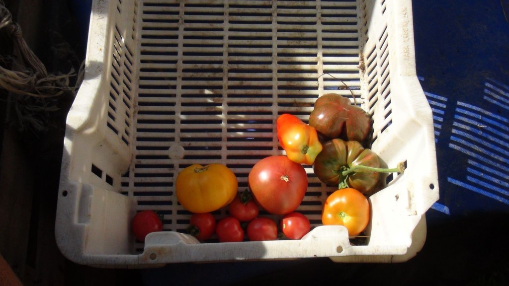 Oragnic tomatoes in France. Some of the best I've ever eaten. Not good enough for the benevolent EU legislators, apparently.